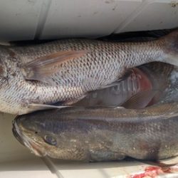 遊漁船 新鋭丸 釣果