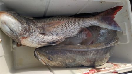 遊漁船 新鋭丸 釣果