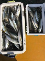 久里浜黒川本家 釣果