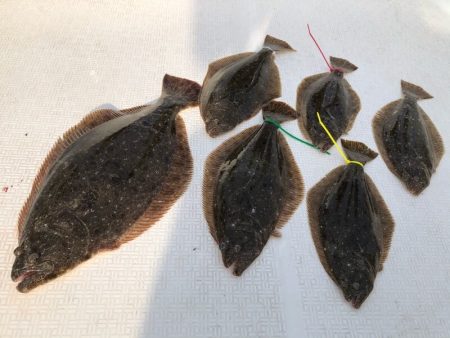 Magic（マジック） 釣果