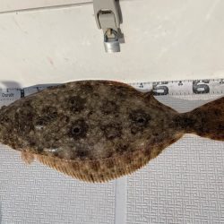 Magic（マジック） 釣果