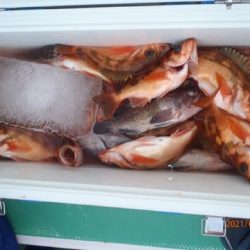 第二むつ漁丸 釣果