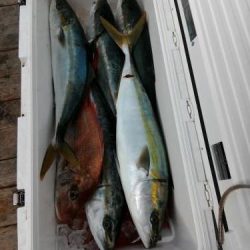 ファイヤードルフィン 釣果