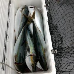 ファイヤードルフィン 釣果