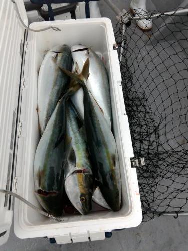 ファイヤードルフィン 釣果