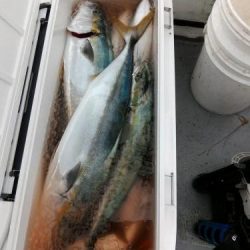 ファイヤードルフィン 釣果