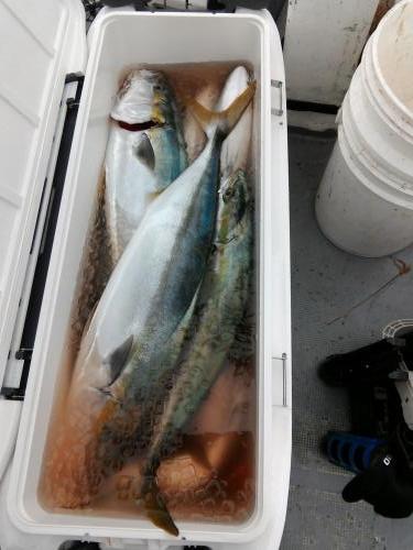 ファイヤードルフィン 釣果