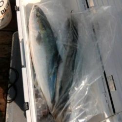 ファイヤードルフィン 釣果