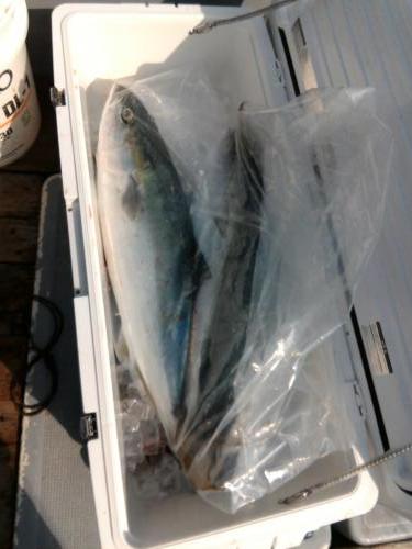 ファイヤードルフィン 釣果