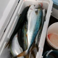 ファイヤードルフィン 釣果