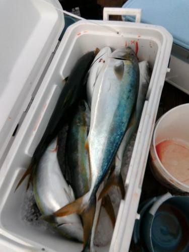 ファイヤードルフィン 釣果