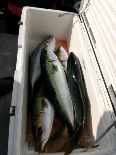 ファイヤードルフィン 釣果