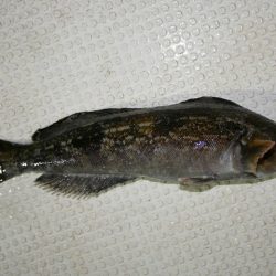 TOPGUN名古屋 釣果