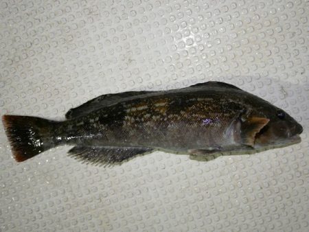 TOPGUN名古屋 釣果