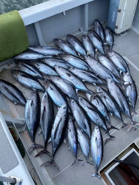 へいみつ丸 釣果