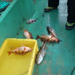 第二むつ漁丸 釣果