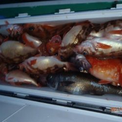 第二むつ漁丸 釣果