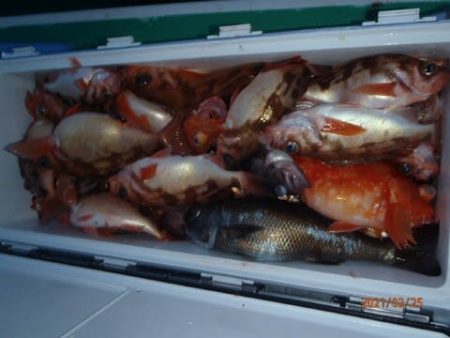 第二むつ漁丸 釣果