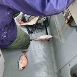 遊漁船 セトマリン 釣果