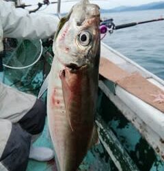 松福丸 釣果