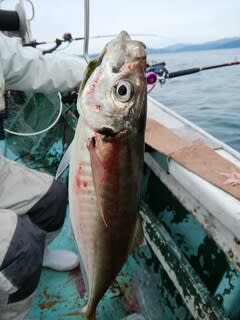 松福丸 釣果