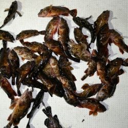 TOPGUN名古屋 釣果