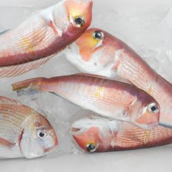 こうゆう丸 釣果