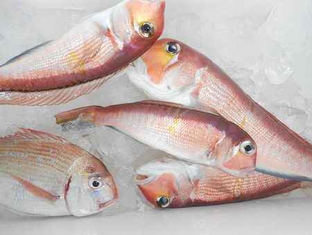 こうゆう丸 釣果