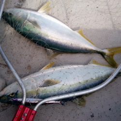 弘福丸 釣果