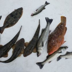 TOPGUN名古屋 釣果