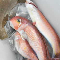 こうゆう丸 釣果