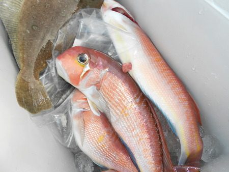 こうゆう丸 釣果