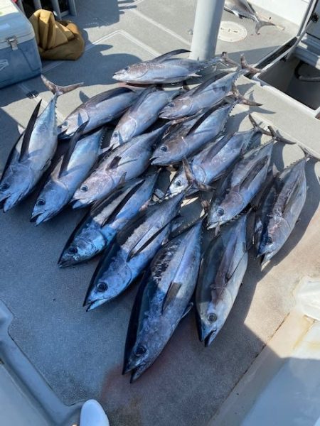 へいみつ丸 釣果