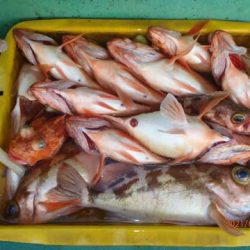 第二むつ漁丸 釣果