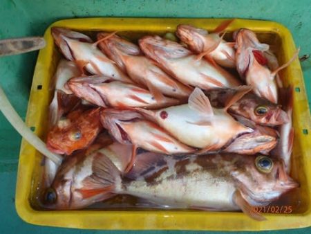 第二むつ漁丸 釣果