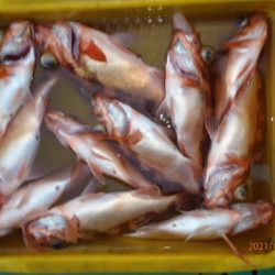 第二むつ漁丸 釣果