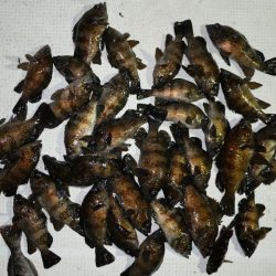 TOPGUN名古屋 釣果