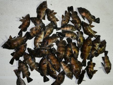 TOPGUN名古屋 釣果