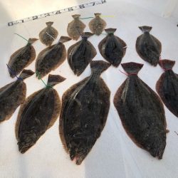 Magic(マジック) 釣果