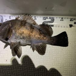 Magic（マジック） 釣果