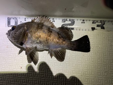 Magic（マジック） 釣果