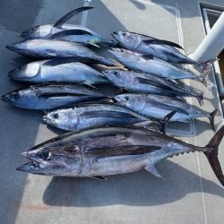 へいみつ丸 釣果