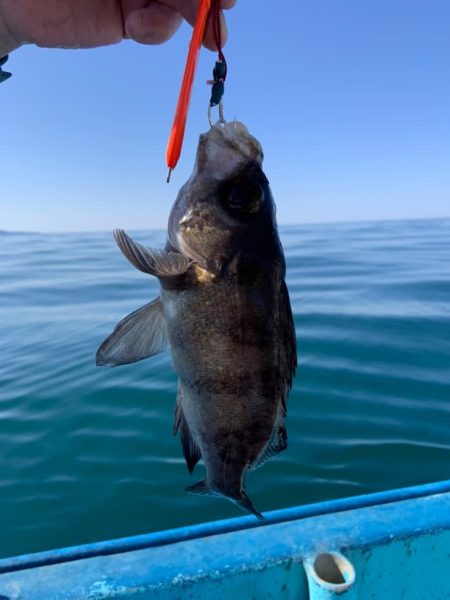 宝昌丸 釣果