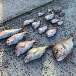 遊漁船 セトマリン 釣果