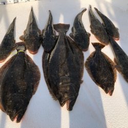 Magic（マジック） 釣果