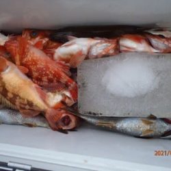 第二むつ漁丸 釣果