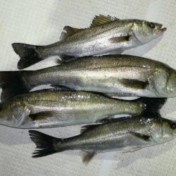 TOPGUN名古屋 釣果