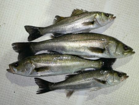 TOPGUN名古屋 釣果