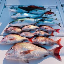 フィシングボートAir(エアー) 釣果