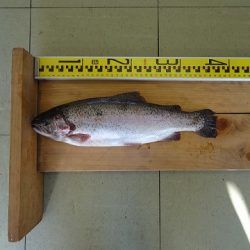 志高湖フィッシング 釣果